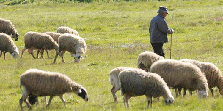 Οι τραπεζίτες ακριβαίνουν το χρήμα – Οι κτηνοτροφικές μας επιχειρήσεις εκπέμπουν SOS
