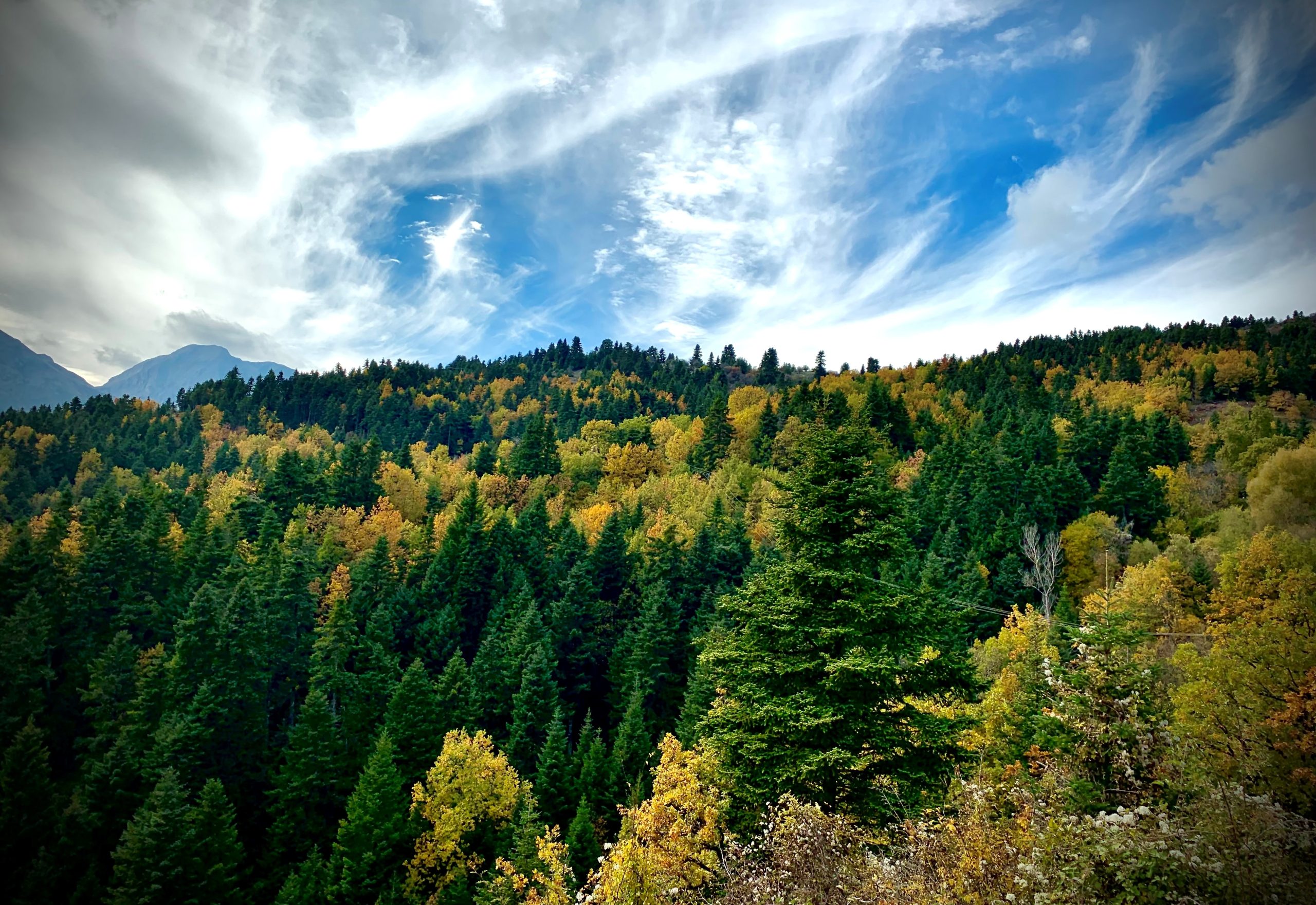 Παγκόσμια Ημέρα Δασών: Το σήμερα και το αύριο!