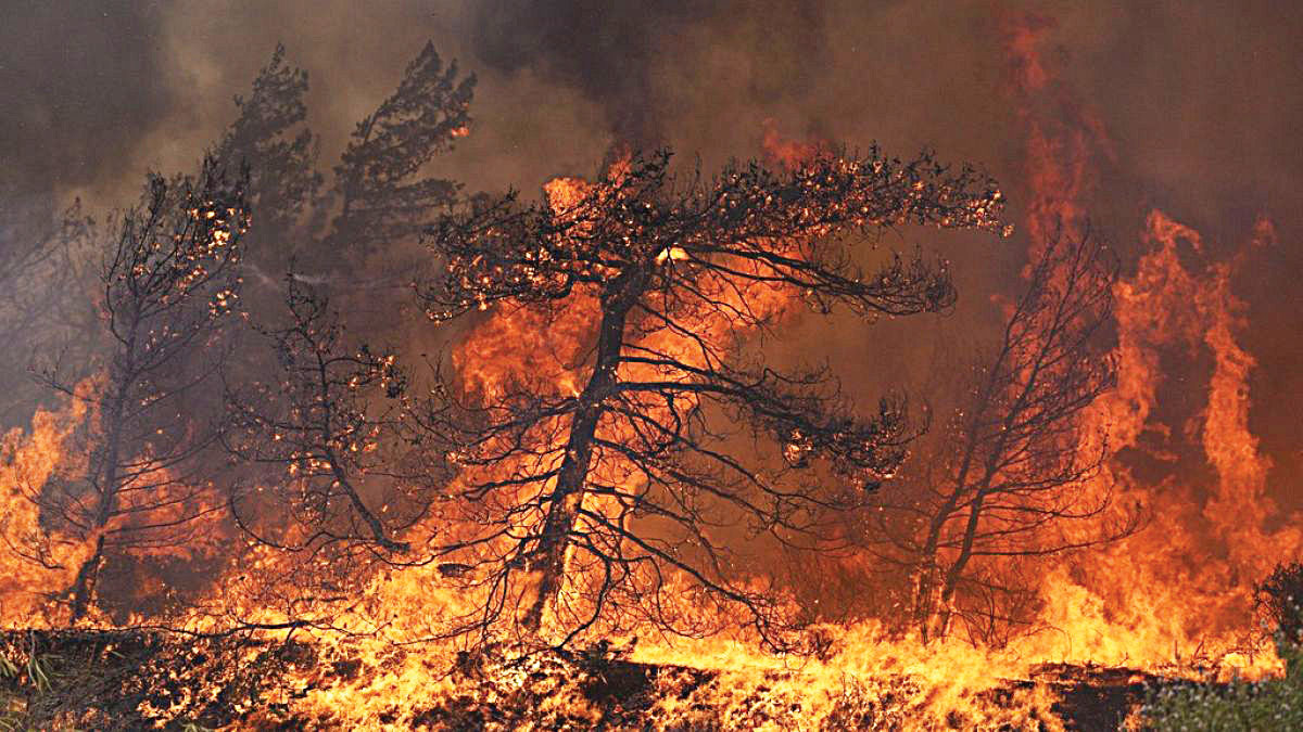 Δασικές πυρκαγιές – μια αυξανόμενη παγκόσμια απειλή