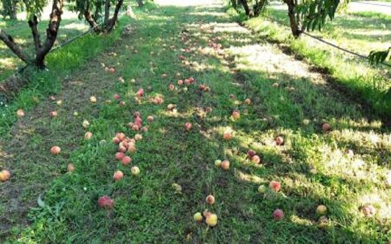 Κοζάνη: «Ολική καταστροφή» ροδακίνων από το χαλάζι