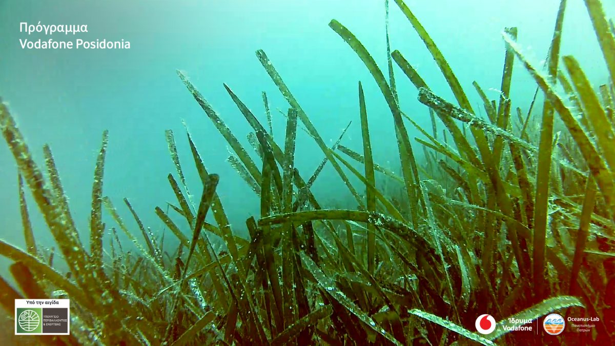 Η Vodafone Posidonia: Στην «επιφάνεια» περισσότερα υποθαλάσσια λιβάδια Ποσειδωνίας