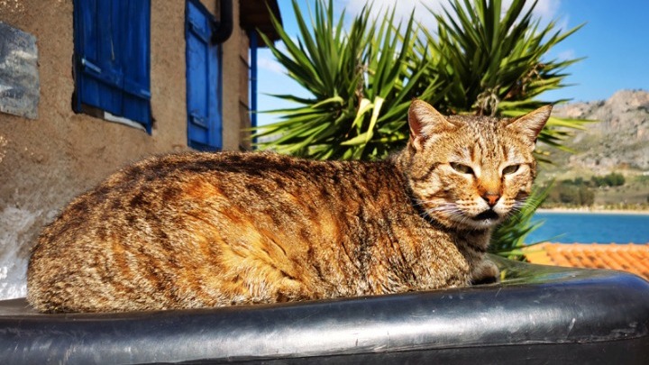 Ερευνα: Οι γάτες μπορούν να κολλήσουν κορονοϊό