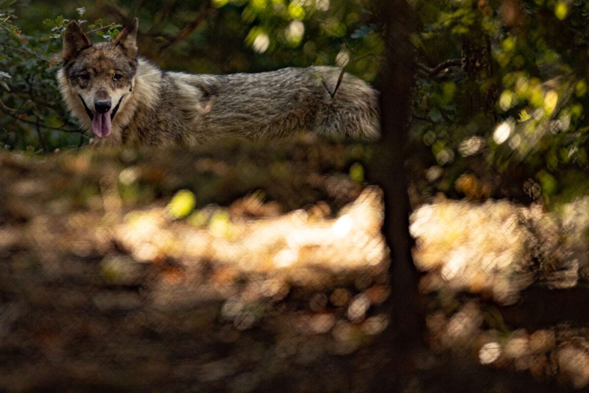 Σε αυξημένη επιφυλακή οι αρχές από την εμφάνιση λύκου στην Πάρνηθα: «Υπάρχουν 40 – 50» λένε οι ειδικοί