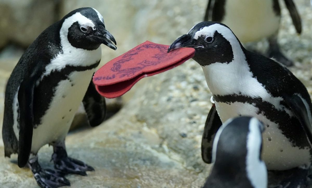 Επιστήμονες ανακάλυψαν κάτι συγκλονιστικό για τους αφρικανικούς πιγκουίνους: Με τι αναγκάζονται να ταΐσουν τα μικρά τους