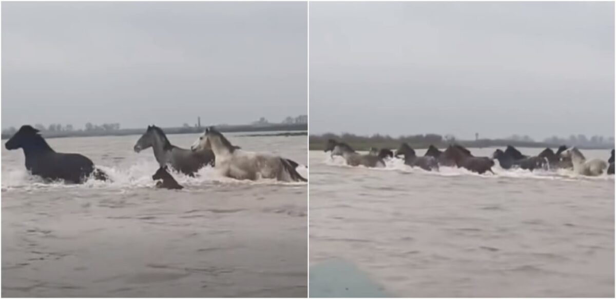 Βίντεο από το Δέλτα του Έβρου: Αγέλη άγριων αλόγων διασχίζει τα ορμητικά νερά του φουσκωμένου ποταμού