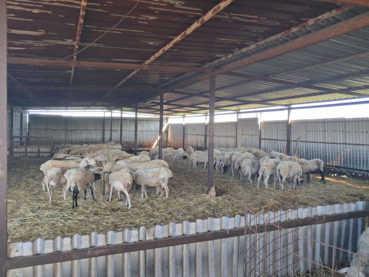 Ευλογιά αιγοπροβάτων: Άγγιξαν τις 479.821 οι θανατώσεις ζώων – Συνεχιζειται η διασπορά σε 7 περιφερειακές ενότητες