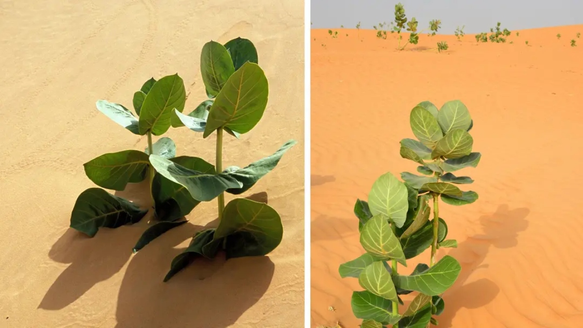 Η Κίνα καλλιεργεί καουτσούκ στην έρημο Γκόμπι