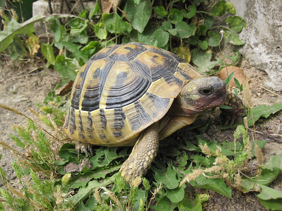 Θηλυκές χελώνες σε νησί της Μεγάλης Πρέσπας πέφτουν στον γκρεμό για να γλυτώσουν από τη σεξουαλική επιθετικότητα των αρσενικών