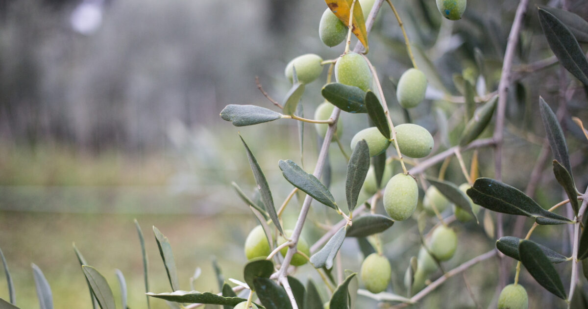 Ελαιόλαδο: Ζημιά για τους αγρότες η μειωμένη παραγωγή, πτώση στις τιμές στο χωράφι και στο ράφι