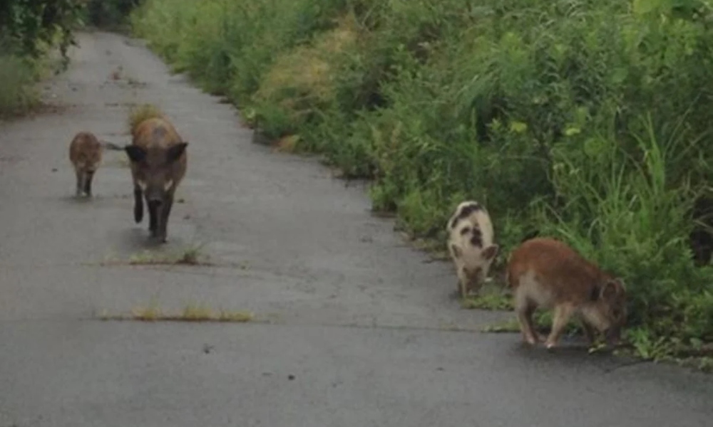 Οι επιστήμονες αποκαλύπτουν το μυστικό της Φουκουσίμα για τα ραδιενεργά υβρίδια που γεννήθηκαν στη ζώνη αποκλεισμού