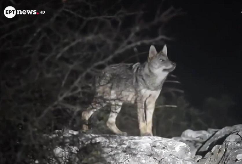 Επίθεση λύκου στην Πάρνηθα: «Ξέφυγα με σκισμένα ρούχα», είπε ο περιπατητής – Οδηγίες του Δήμου Αχαρνών