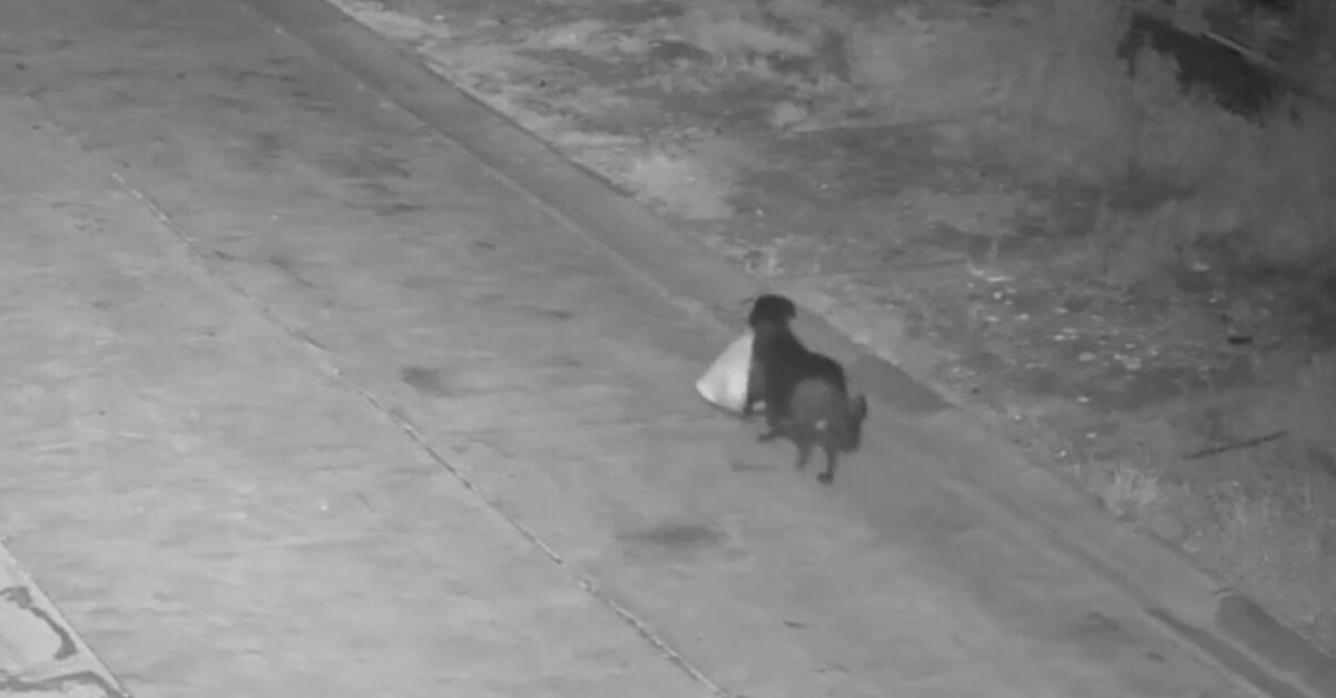 Ιταλός εκπαίδευσε τον σκύλο του να πετάει παράνομα σκουπίδια