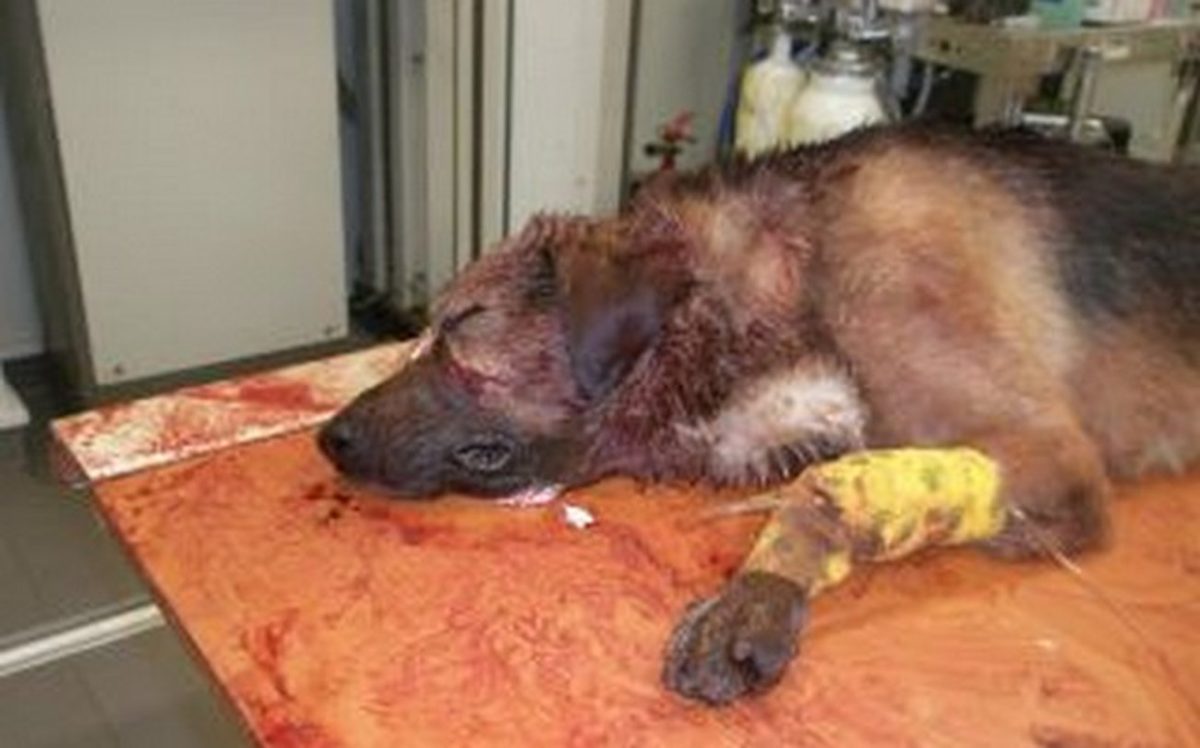 Βραζιλία: Διαμαρτυρίες για την κακοποίηση «σκύλου της κοινότητας» – Ξυλοκοπήθηκε μέχρι θανάτου