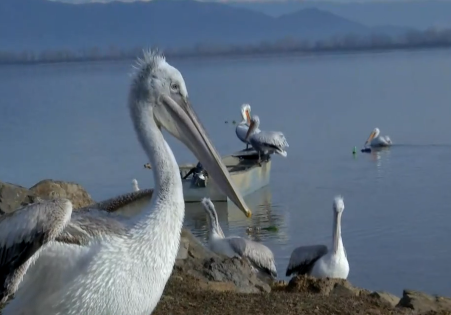 Επέστρεψε στις Πρέσπες για τέταρτη χρονιά ο «Τέο» ο πελεκάνος