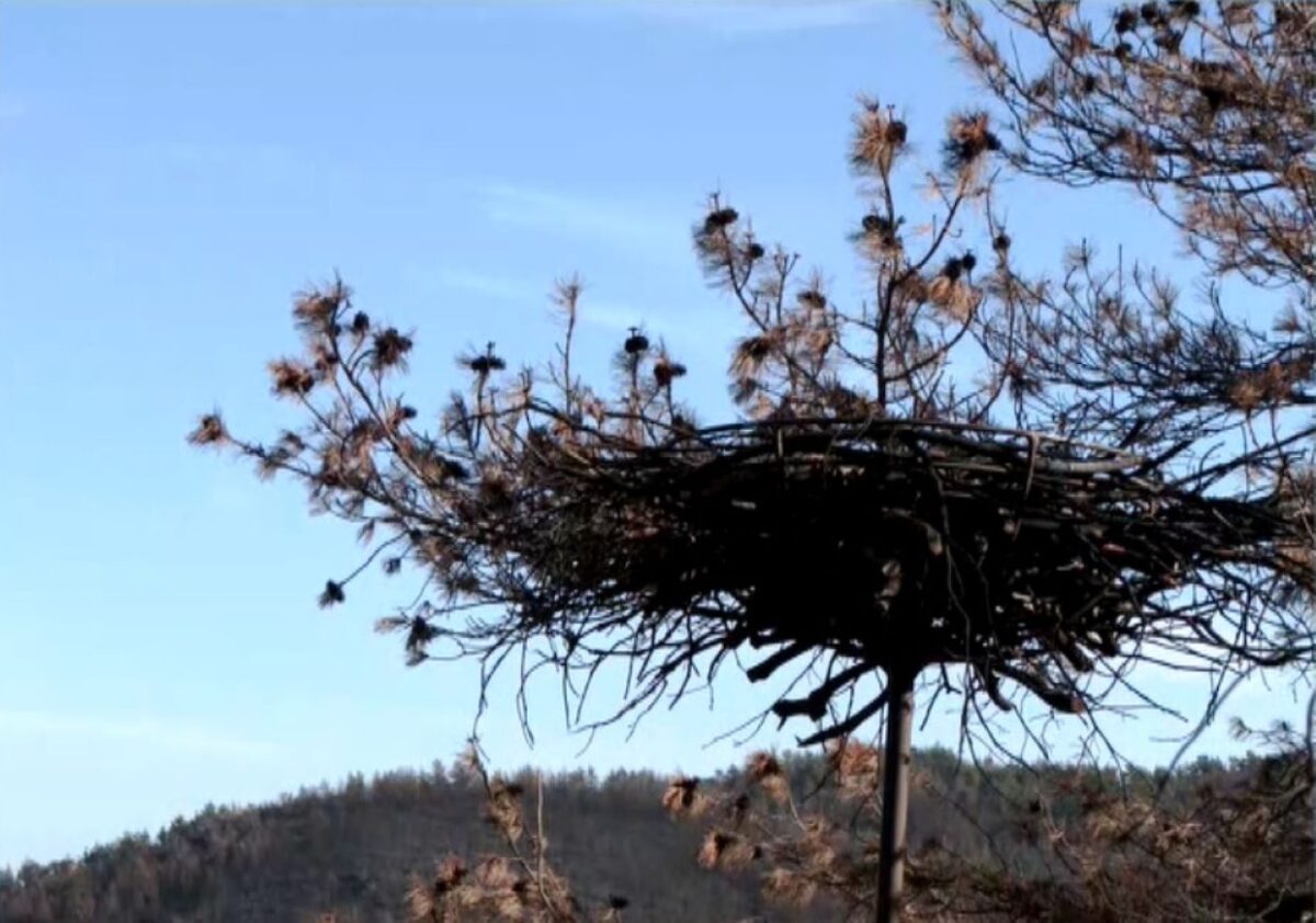 Γεννήθηκαν οι πρώτοι μαυρογύπες στο δάσος  της Δαδιάς