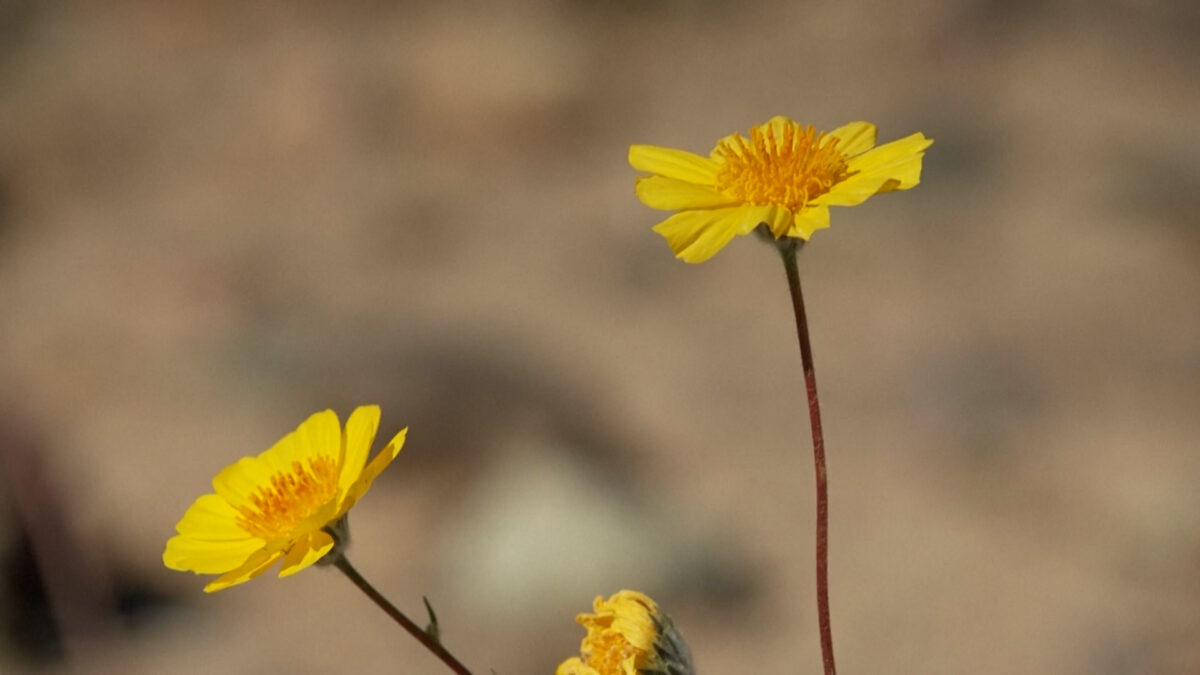Αγριολούλουδα μεταμορφώνουν την Κοιλάδα του Θανάτου στις ΗΠΑ