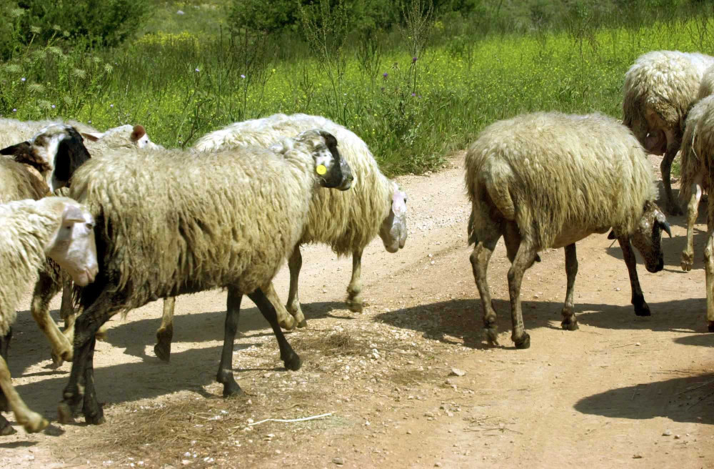 Έρευνα για δηλώσεις αιγοπροβάτων από κτηνοτρόφους Ρεθύμνου