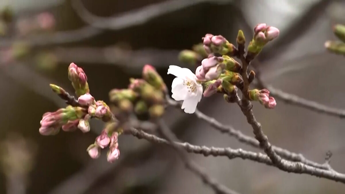 Από το Τόκιο στη Σανγκάη, η ανθισμένη κερασιά φέρνει την άνοιξη στην Ασία
