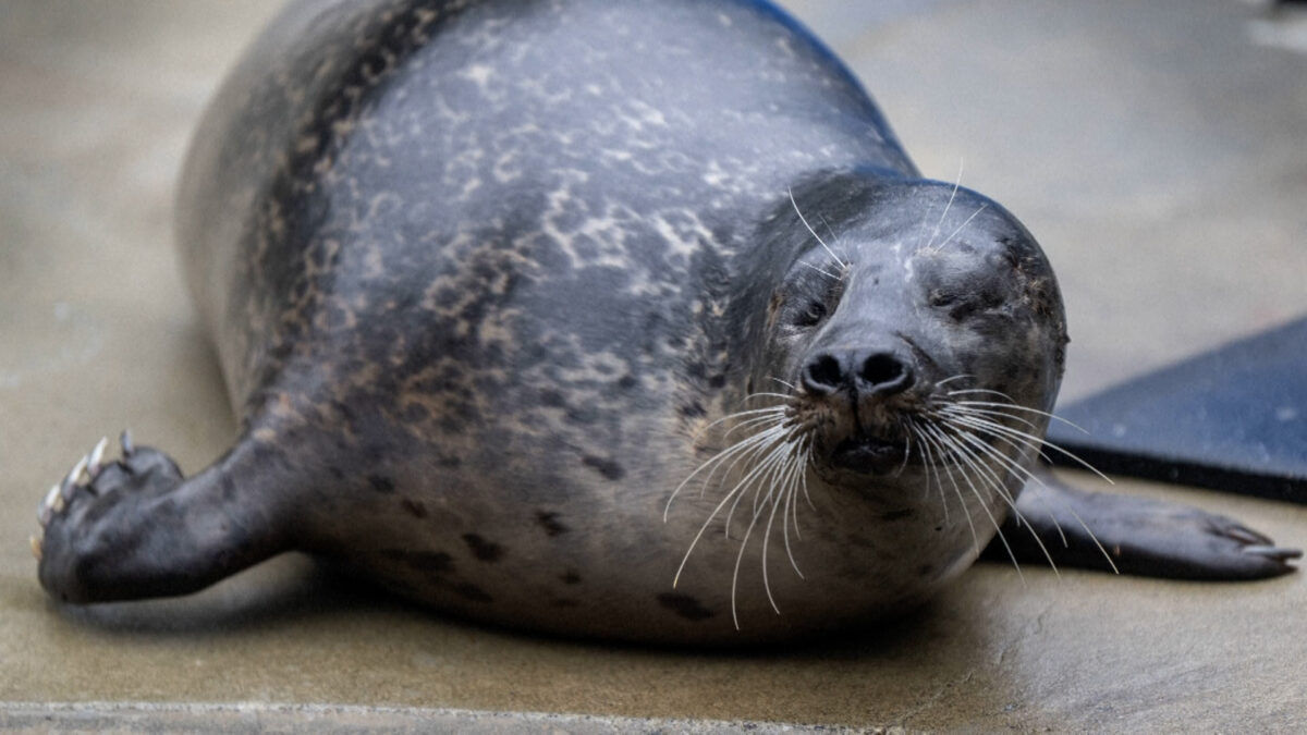 ΗΠΑ: Νέα αρχή για τον «Onion», την τυφλή φώκια που δεν επέστρεψε ποτέ στη θάλασσα