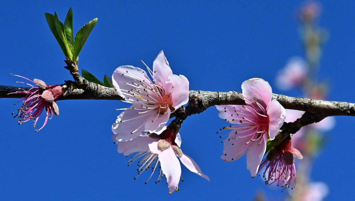 Καιρός: Βοριάδες στο Αιγαίο, ήλιος στα ηπειρωτικά – Πώς ξεκινά ο Μάρτιος