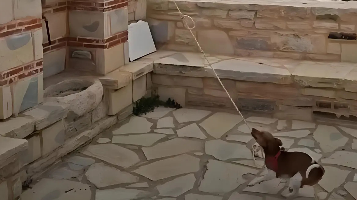 Σκύλος χτυπά την καμπάνα σε εκκλησία στην Κρήτη και γίνεται viral, δείτε βίντεο