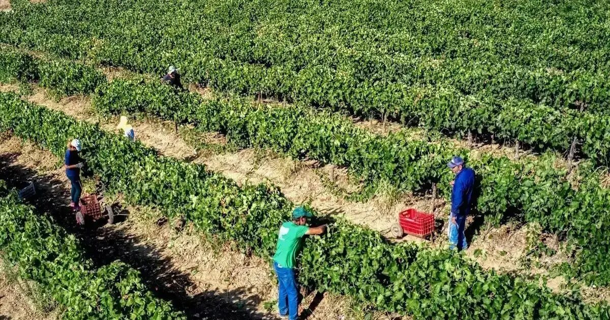 ΑΑΔΕ: Όλο το χρονοδιάγραμμα για τις πληρωμές ενισχύσεων σε αγρότες και κτηνοτρόφους έως το τέλος Ιουνίου