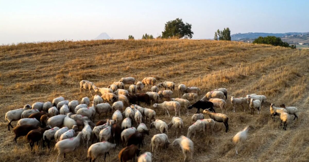 Ευλογιά αιγοπροβάτων: Ξεπερνούν τα 481.000 τα θανατωθέντα ζώα – 2.113 κρούσματα σε 2.620 εκτροφές