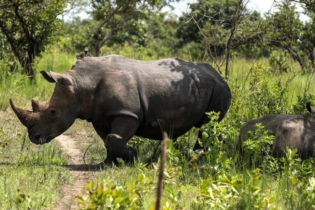 Σαράντα χρόνια μετά, οι ρινόκεροι επιστρέφουν στην άγρια φύση στην Ουγκάντα