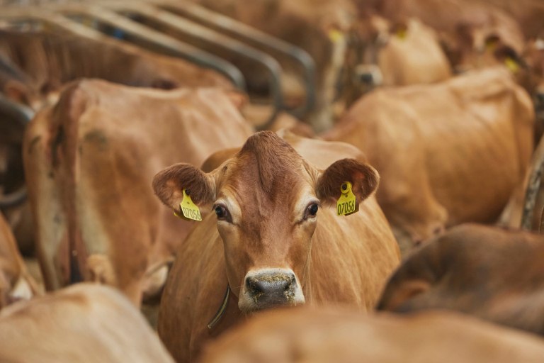 Αφθώδης Πυρετός: Άμεσες δράσεις περιορισμού και εκρίζωσης