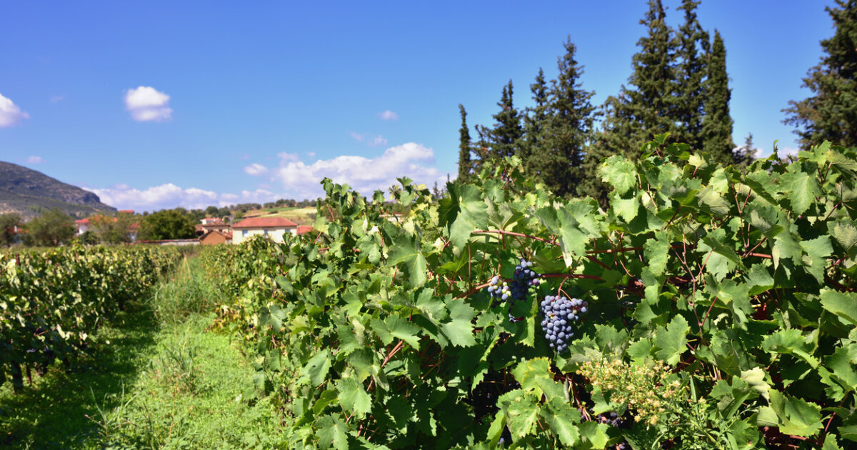 Κρατά γερά το ελληνικό κρασί: Ενίσχυση εξαγωγών στην ΕΕ το 2025, πιέσεις στις Τρίτες Χώρες