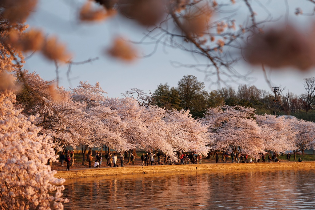 Η μαγεία της Άνοιξης: Οι ανθισμένες κερασιές της Ουάσιγκτον προσφέρουν ένα πανέμορφο θέαμα