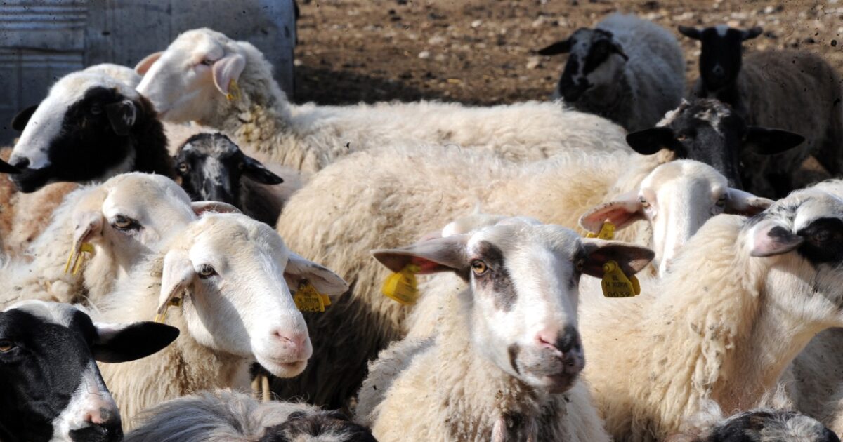 Ευλογιά αιγοπροβάτων: Κρίσιμο το δίμηνο έως το Πάσχα – Μηδενική χαλάρωση στα μέτρα, ενίσχυση επιτήρησης και εντατικοί έλεγχοι