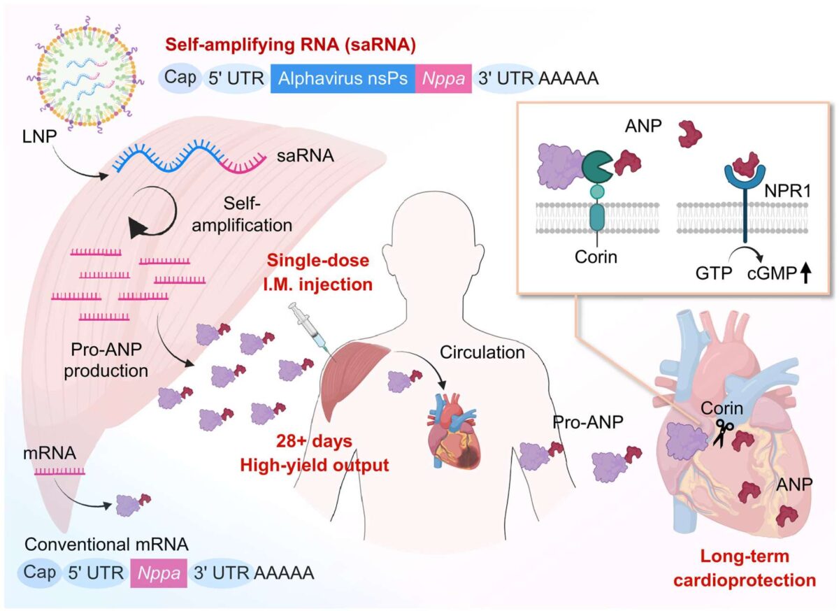 Θεραπεία RNA βοηθάει την καρδιά να επουλώνεται μετά από καρδιακή προσβολή