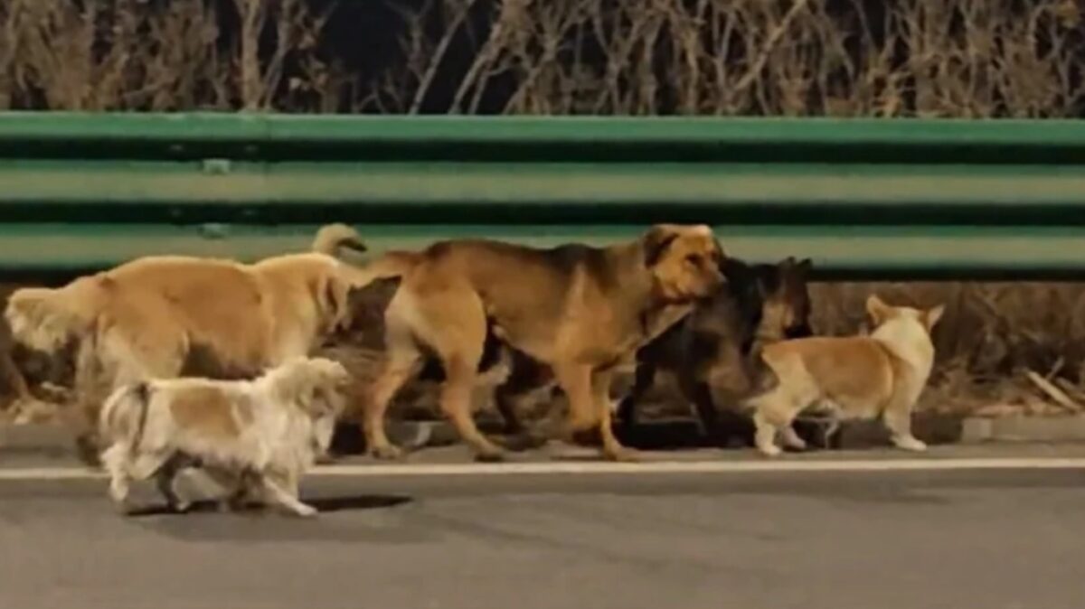 Κίνα: Viral το βίντεο με τα επτά σκυλιά που δραπέτευσαν πριν φαγωθούν και περπάτησαν 17 χλμ πίσω στα σπίτια τους