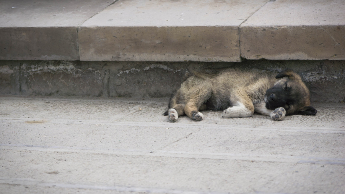 Θεσσαλονίκη: Πρόστιμο 65.300 ευρώ σε άνδρα που εγκατέλειψε δύο κουτάβια στον δρόμο