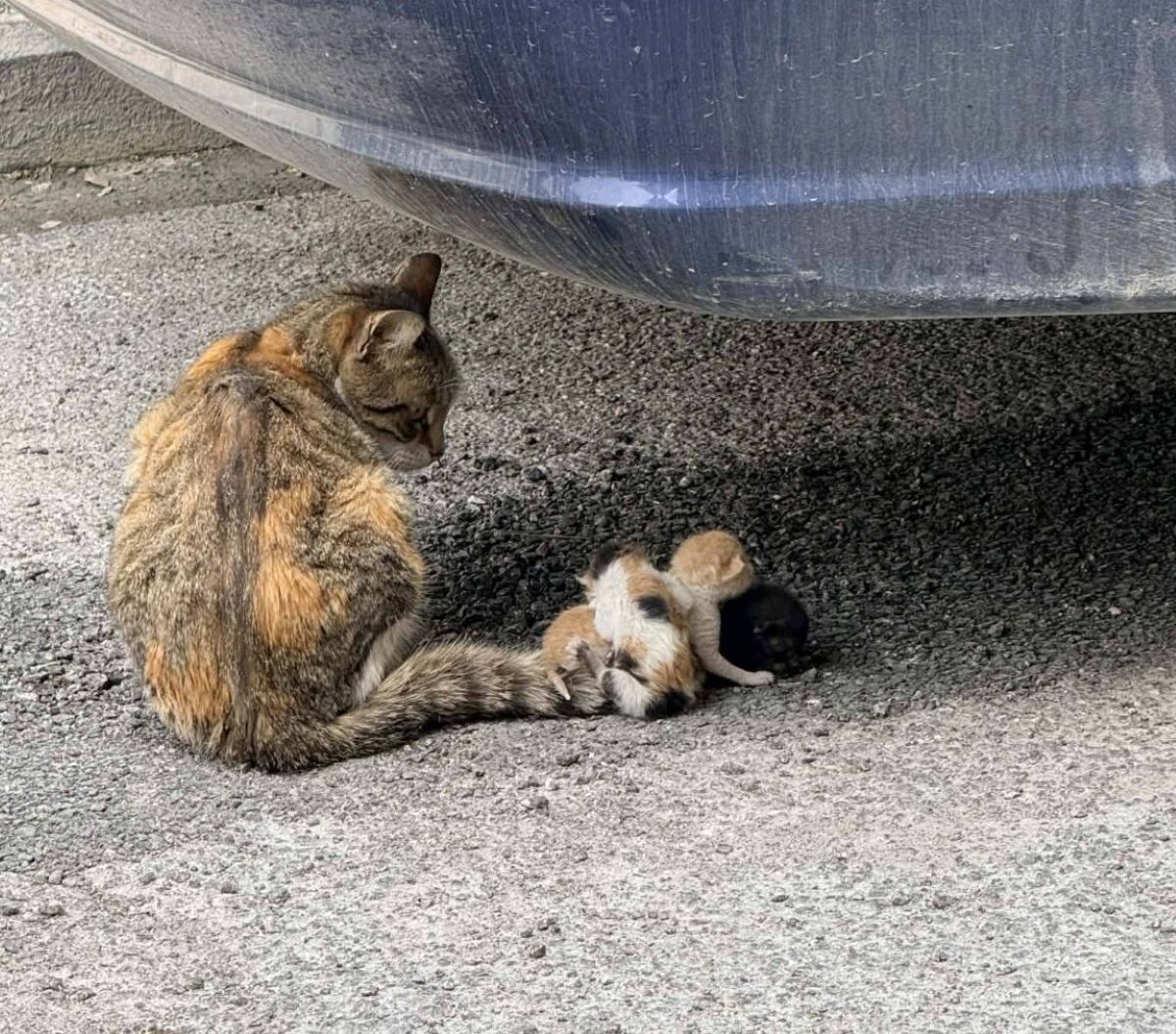 «Φρίκη» στον Βόλο: Έδεσαν νεογέννητα γατάκια στην ουρά της μητέρας τους