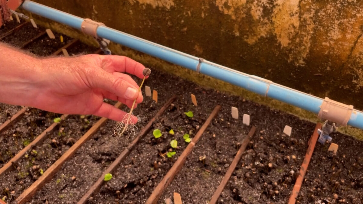 Βραζιλία: Ερευνητές «ανασυνθέτουν» ποικιλίες καφέ για να αντιμετωπίσουν την κλιματική κρίση