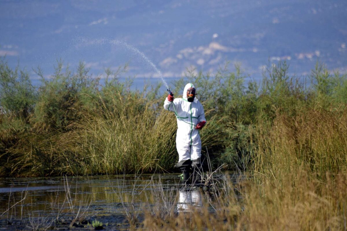 Έβρος: Σε Διδυμότειχο και νότιο τμήμα του νομού οι πρώτες εστίες προνυμφών- «Υπερκορεσμένα» εδάφη από συνεχείς βροχοπτώσεις