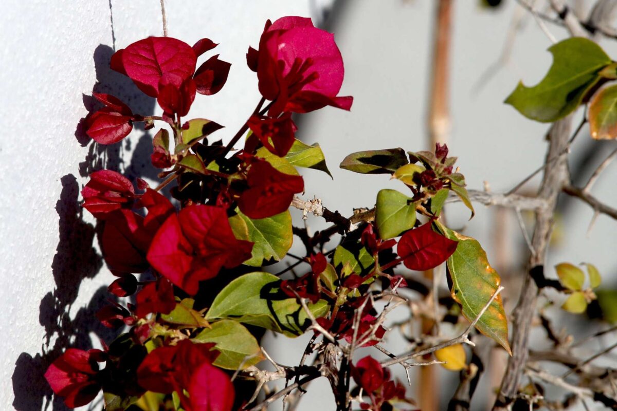 Εορτολόγιο: Ποιοι γιορτάζουν σήμερα, Κυριακή 19 Απριλίου