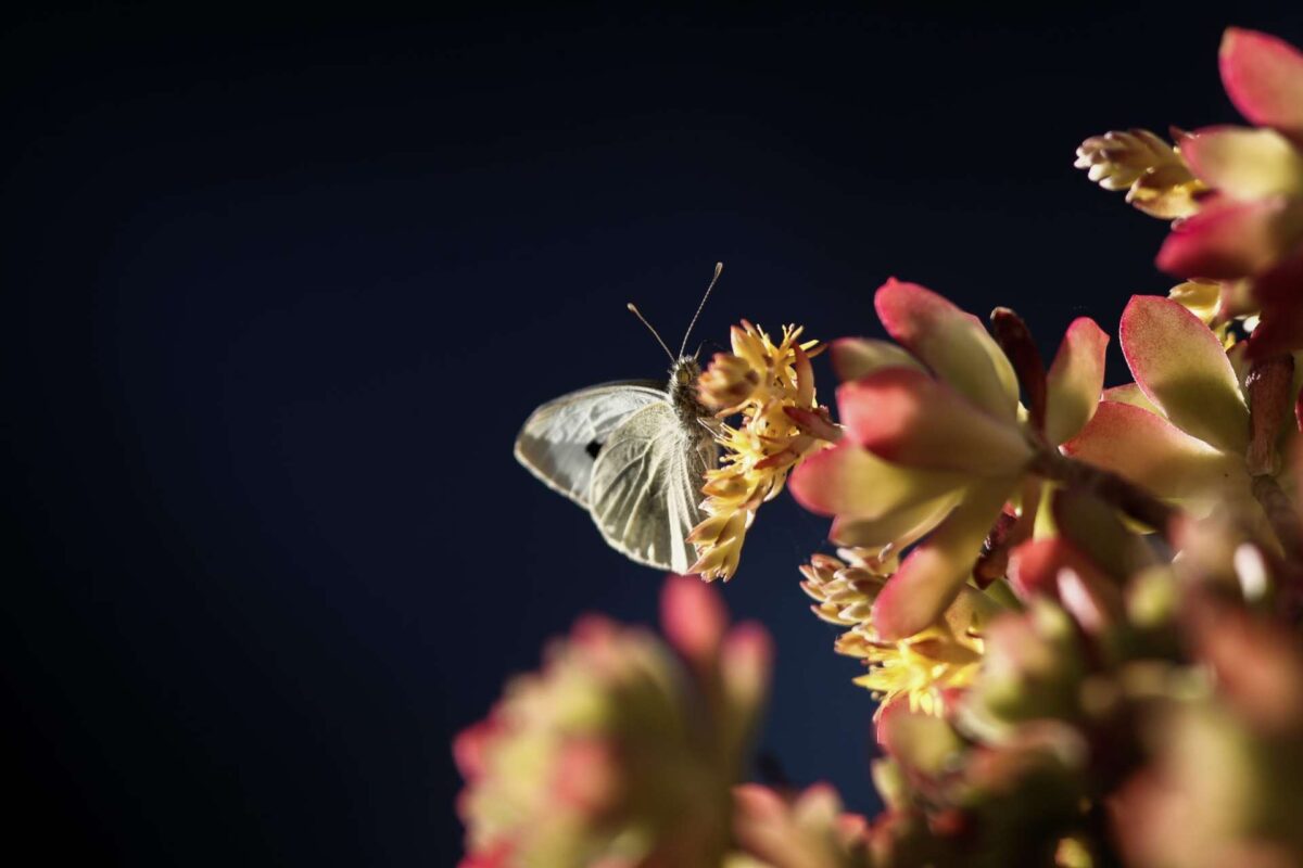Καιρός: Άνοιξη με 27άρια, λιακάδες και βροχές –  Αναλυτική πρόγνωση και για την Κυριακή