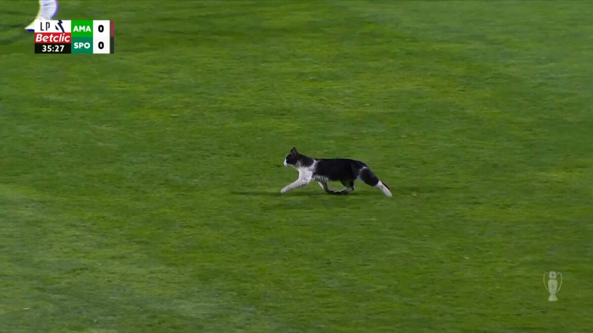 Πώς να κλέψεις την παράσταση: Η γάτα που διέκοψε αγώνα στην Πορτογαλία, δείτε βίντεο