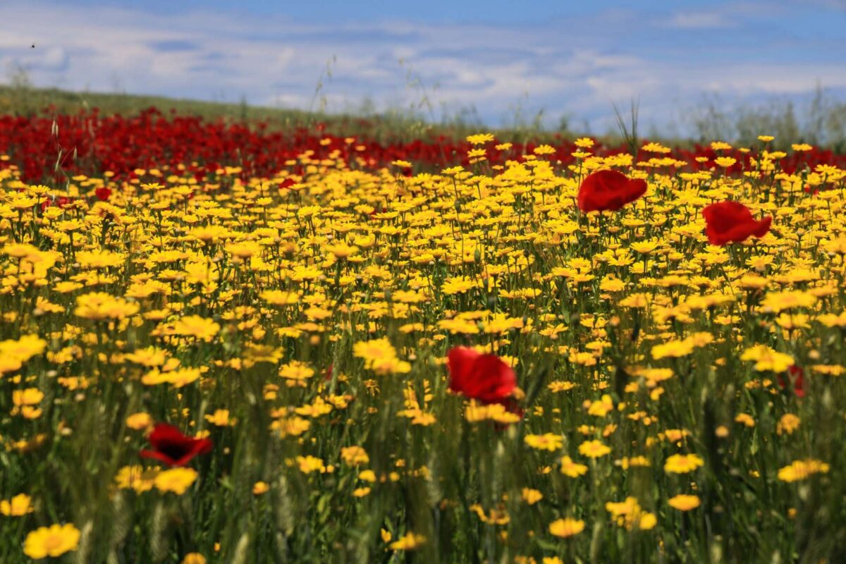 Ο καιρός το Πάσχα: Ιδανικές συνθήκες την Κυριακή – Πώς θα κάνουμε Ανάσταση