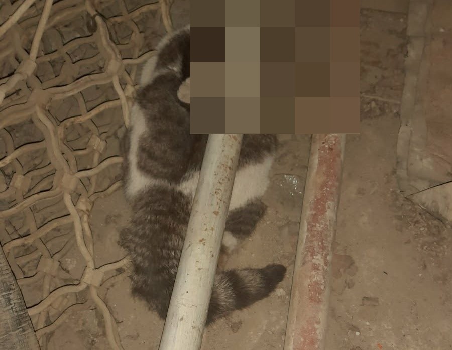 Μαζική δηλητηρίαση αδέσποτων γατών στη Λάρισα – Έρευνες για τον εντοπισμό των δραστών