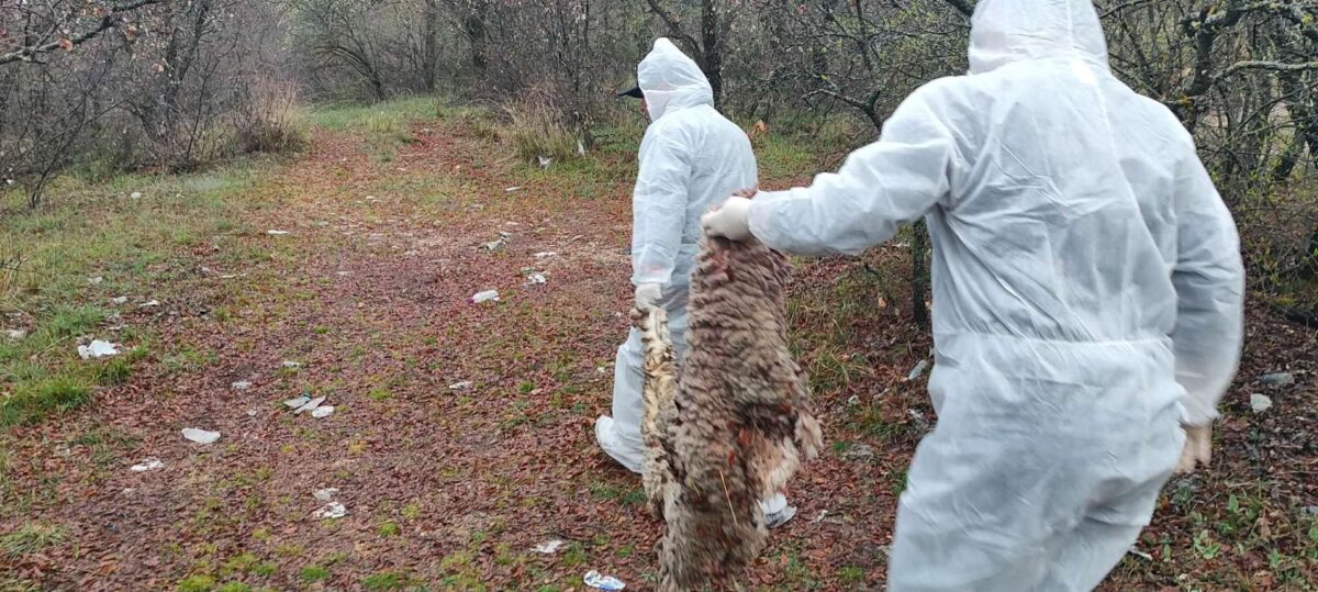Χωρίς ενδείξεις ευλογιάς τα νεκρά πρόβατα που βρέθηκαν στην Κοζάνη – Πιθανή παράνομη σφαγή