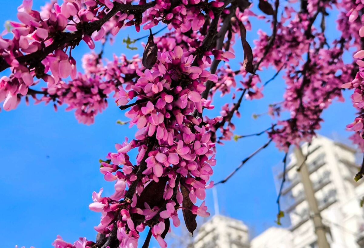 Καιρός: Με άκρως ανοιξιάτικες συνθήκες η Μεγάλη Εβδομάδα – Πρόσκαιρη αστάθεια από Μ. Πέμπτη