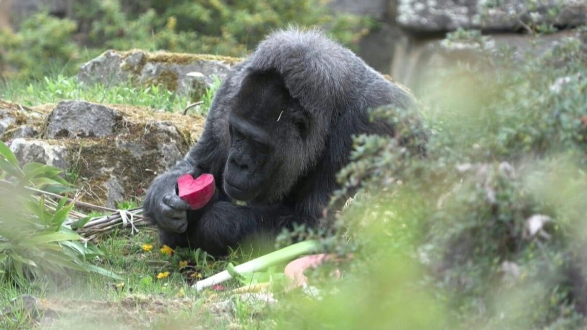 Βερολίνο: Η Φατού έγινε 69 ετών και είναι το γηραιότερο θηλυκό γοριλοειδές στον κόσμο