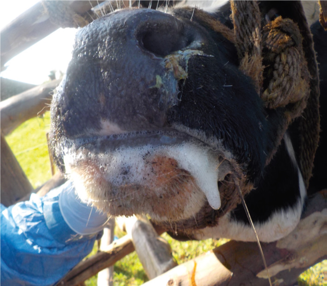 Νέα έκτακτα μέτρα για ευλογιά και αφθώδη πυρετό – Τι αλλάζει στις αποζημιώσεις
