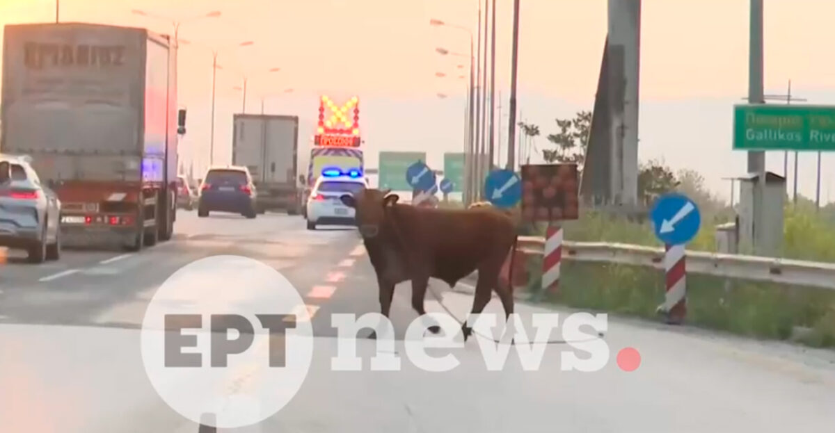 Αναστάτωση από αγελάδα που έτρεχε στην Εθνική Οδό στο ύψος της Σίδνου, δείτε βίντεο