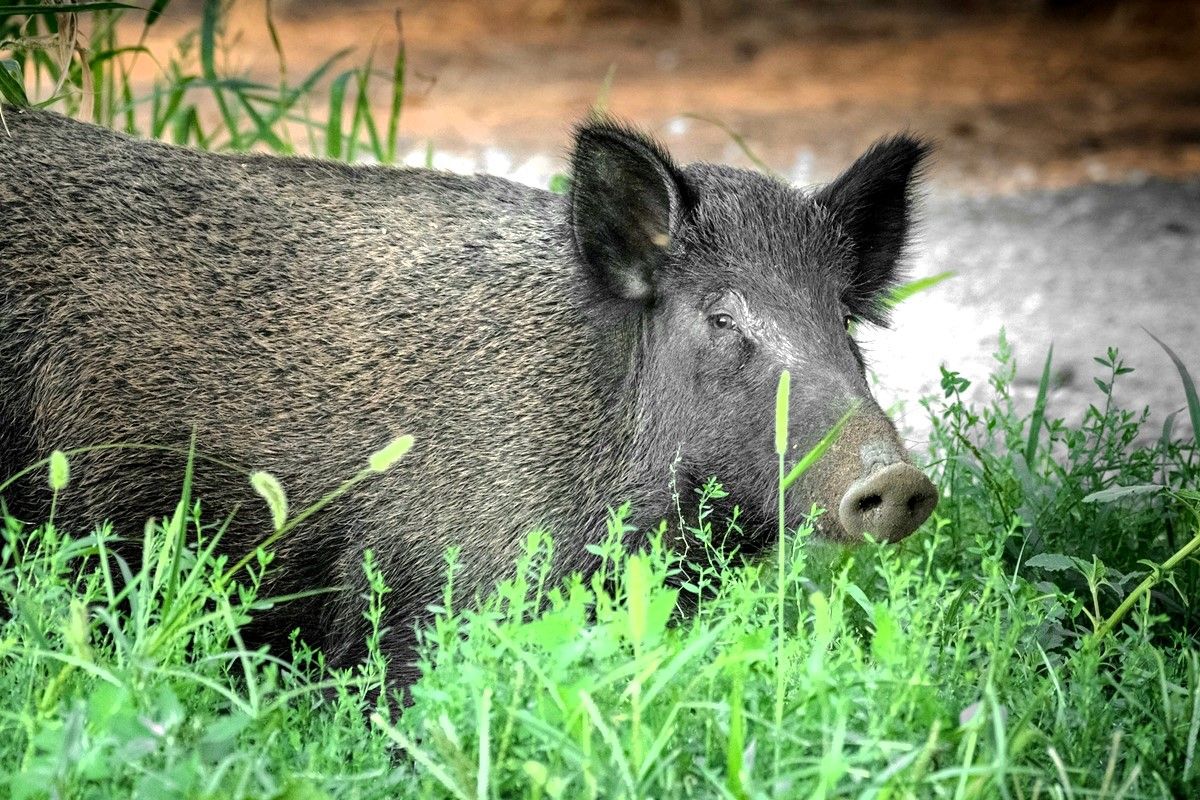 Ρομπότ κυνηγά αγριογούρουνα στους δρόμους της Βαρσοβίας και γίνεται viral