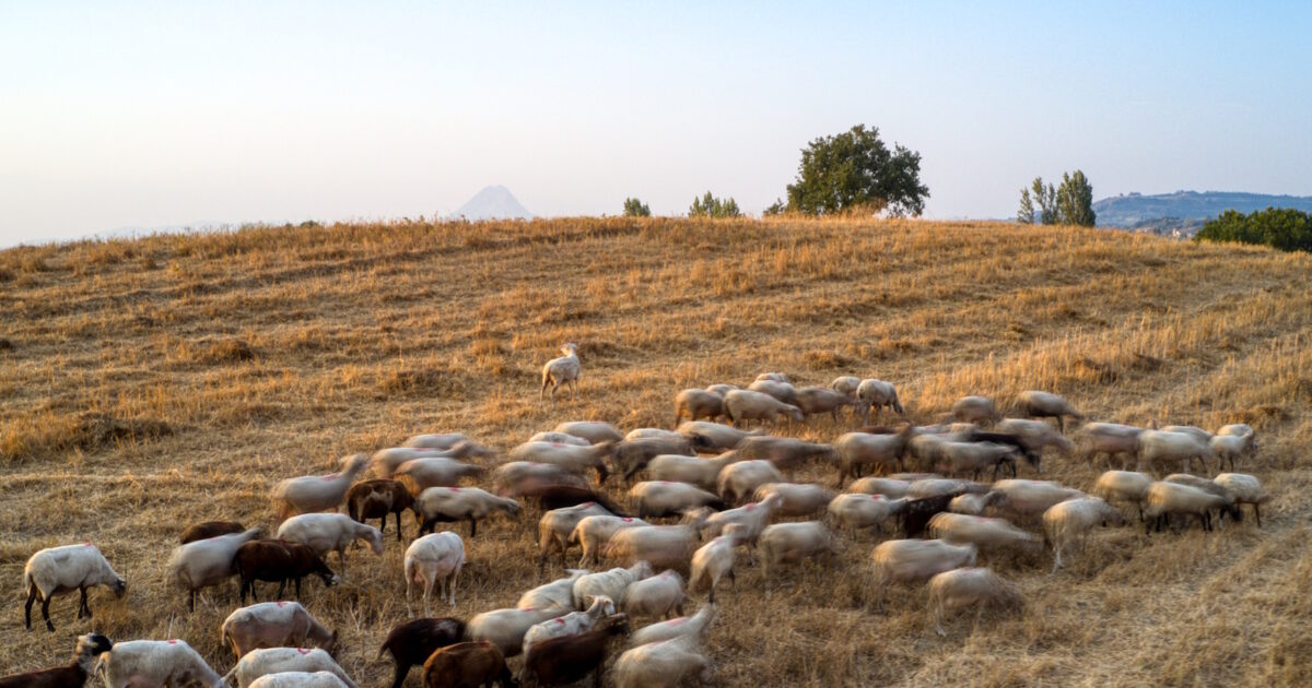 Έκτακτες αποζημιώσεις έως 8 εκατ. ευρώ για τυροκομικές επιχειρήσεις στη Λέσβο λόγω αφθώδους πυρετού